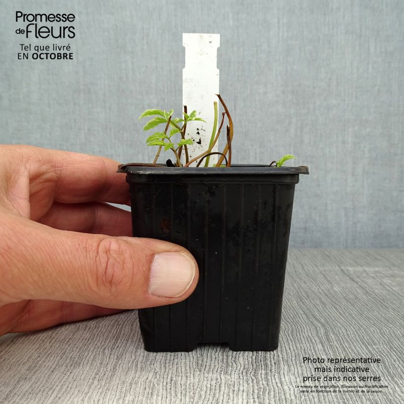 Ejemplar de Aegopodium podagaria Variegata Maceta de 7/8 cm entregado en otoño
