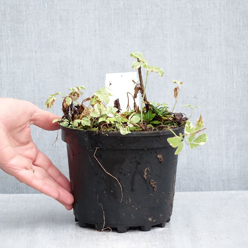 Ejemplar de Aegopodium podagaria Variegata Maceta 2L/3L entregado en otoño