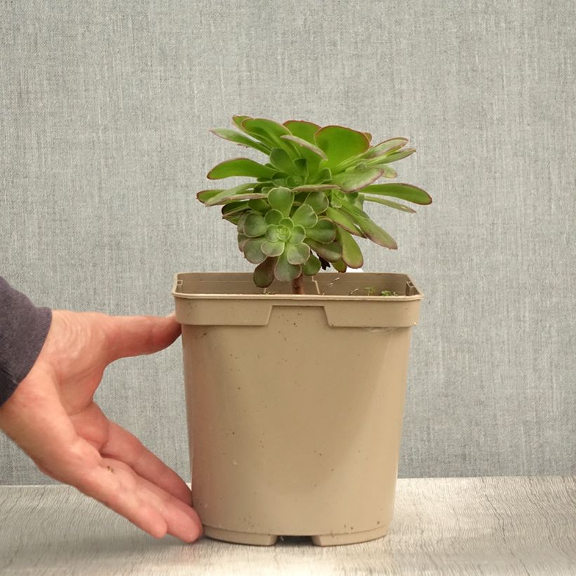 Ejemplar de Aeonium arboreum Garnet Maceta 3L/4L entregado en verano