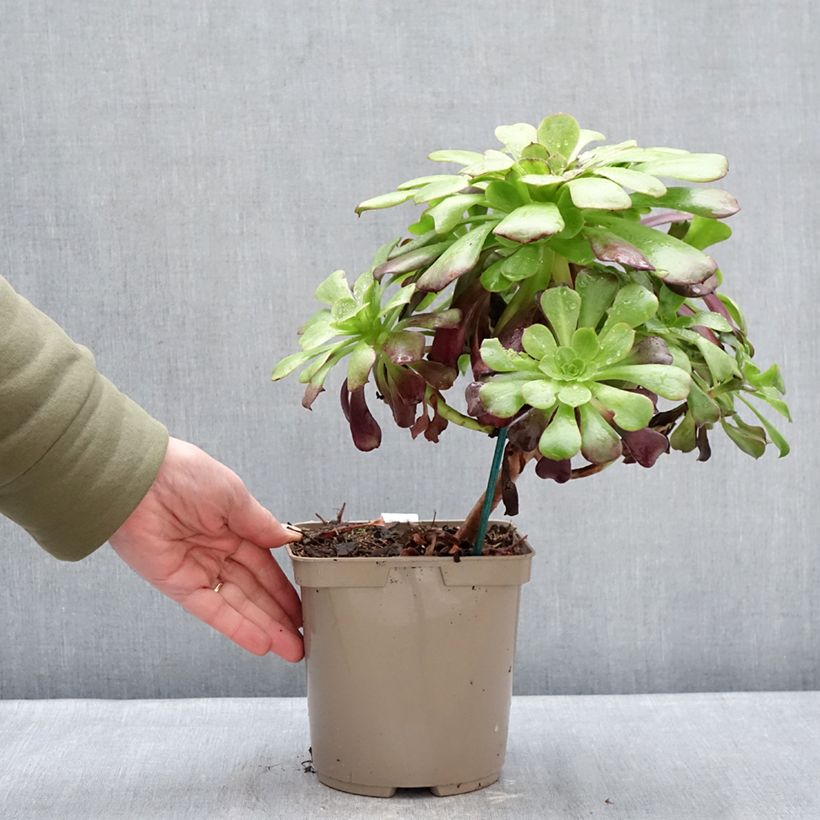 Aeonium arboreum Kilimandjaro Maceta 3L/4L Ejemplar entregado en invierno