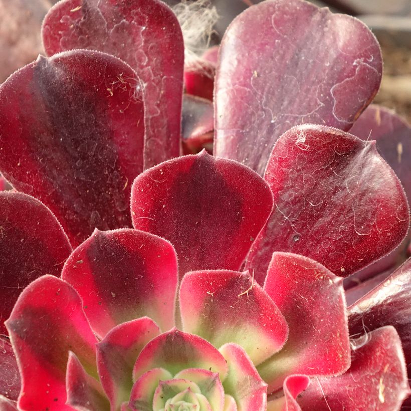 Aeonium arboreum Medusa (Follaje)