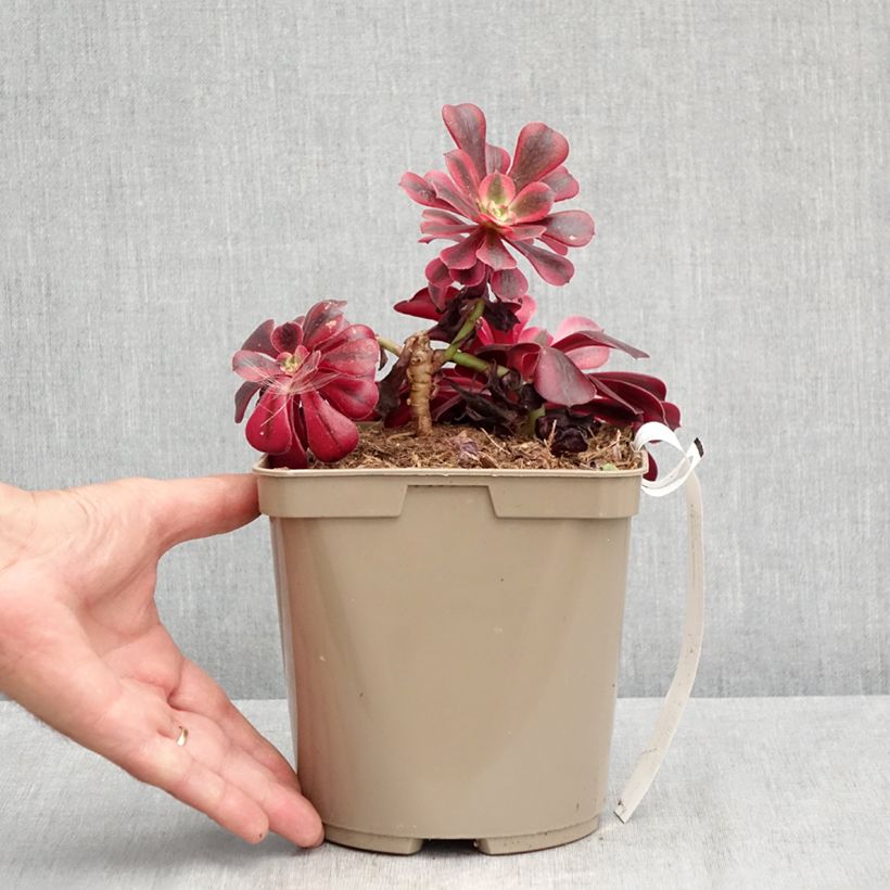 Ejemplar de Aeonium arboreum Medusa Maceta 3L/4L entregado en verano