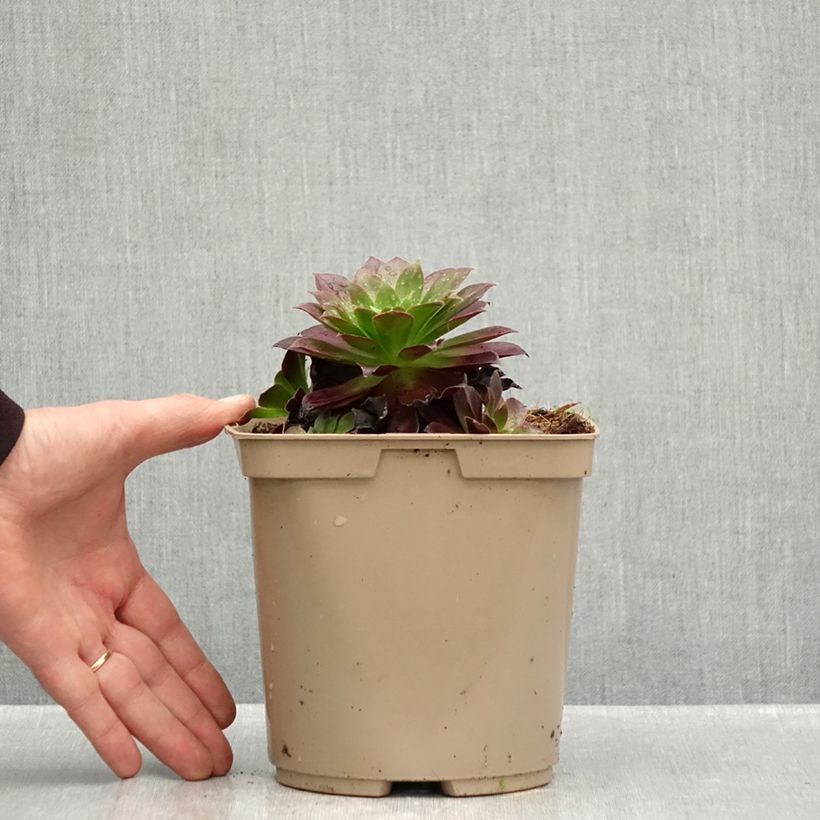 Ejemplar de Aeonium arboreum Phoenix Flame Maceta 3L/4L entregado en otoño