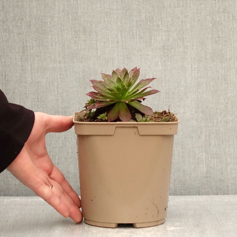 Aeonium arboreum Phoenix Flame Maceta 3L/4L Ejemplar entregado en invierno