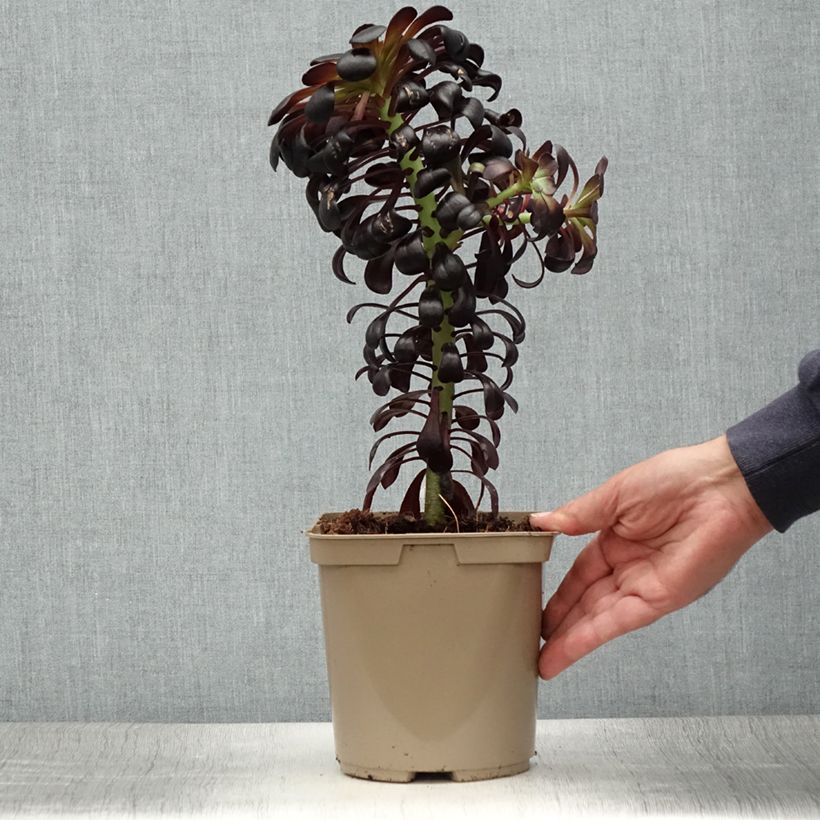 Ejemplar de Aeonium arboreum var. atropurpureum Schwarzkopf Maceta 3L/4L entregado en verano