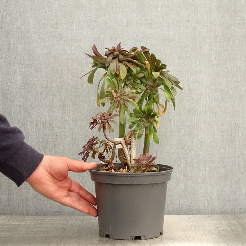 Aeonium arboreum var. atropurpureum Schwarzkopf Maceta 3L/4L Ejemplar entregado en la primavera