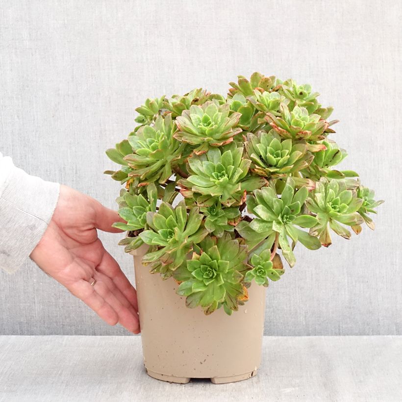 Ejemplar de Aeonium Bronze Medal Maceta 3L/4L entregado en otoño