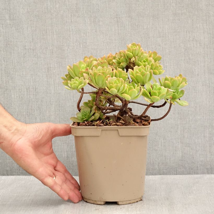 Ejemplar de Aeonium Bronze Medal Maceta 3L/4L entregado en verano