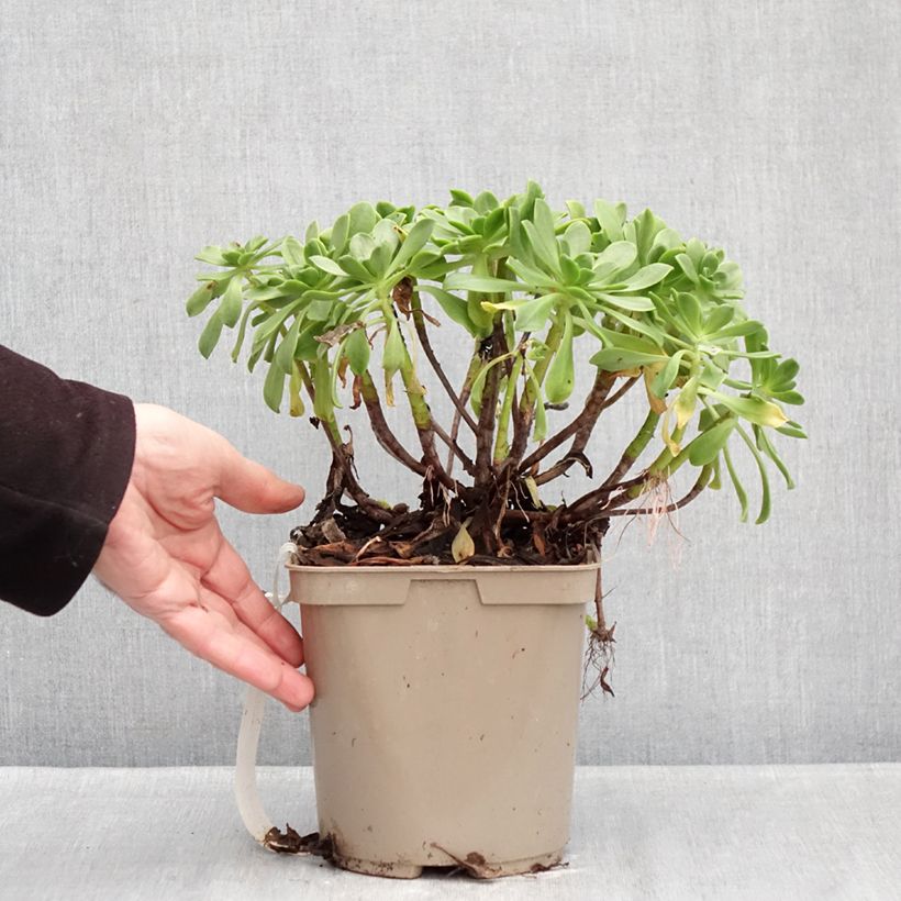 Aeonium Bronze Medal Maceta 3L/4L Ejemplar entregado en invierno