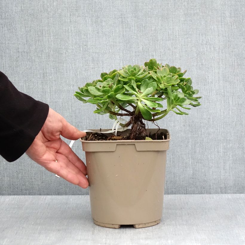 Aeonium Bronze Medal Maceta 3L/4L Ejemplar entregado en la primavera