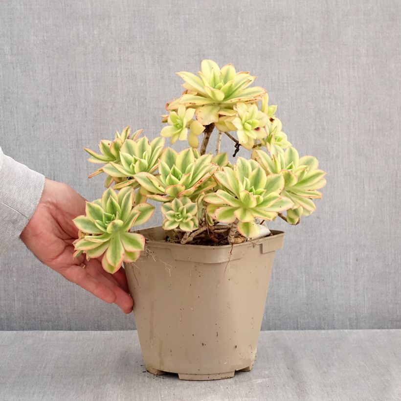 Ejemplar de Aeonium Floresens Maceta 3L/4L entregado en otoño