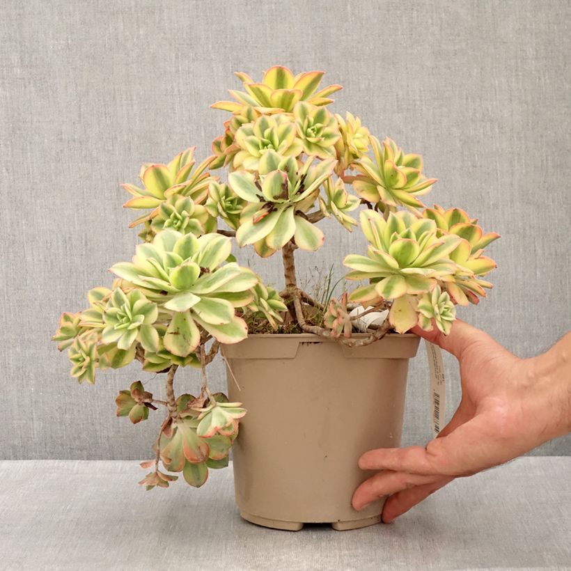 Ejemplar de Aeonium Floresens Maceta 3L/4L entregado en verano