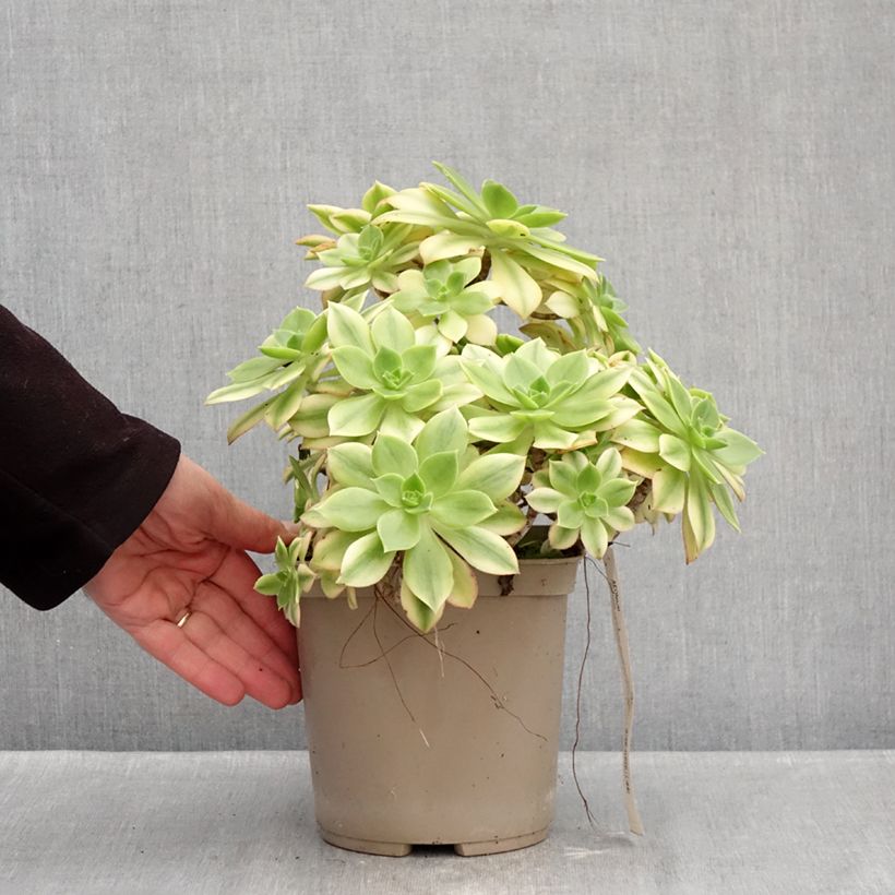 Aeonium Floresens Maceta 3L/4L Ejemplar entregado en invierno