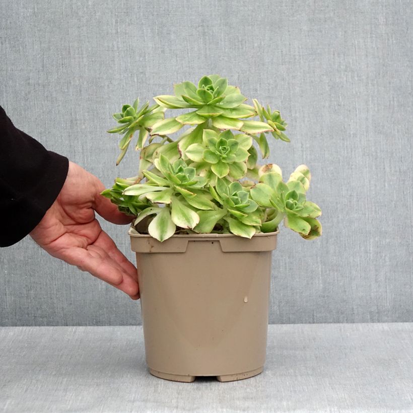 Aeonium Floresens Maceta 3L/4L Ejemplar entregado en la primavera