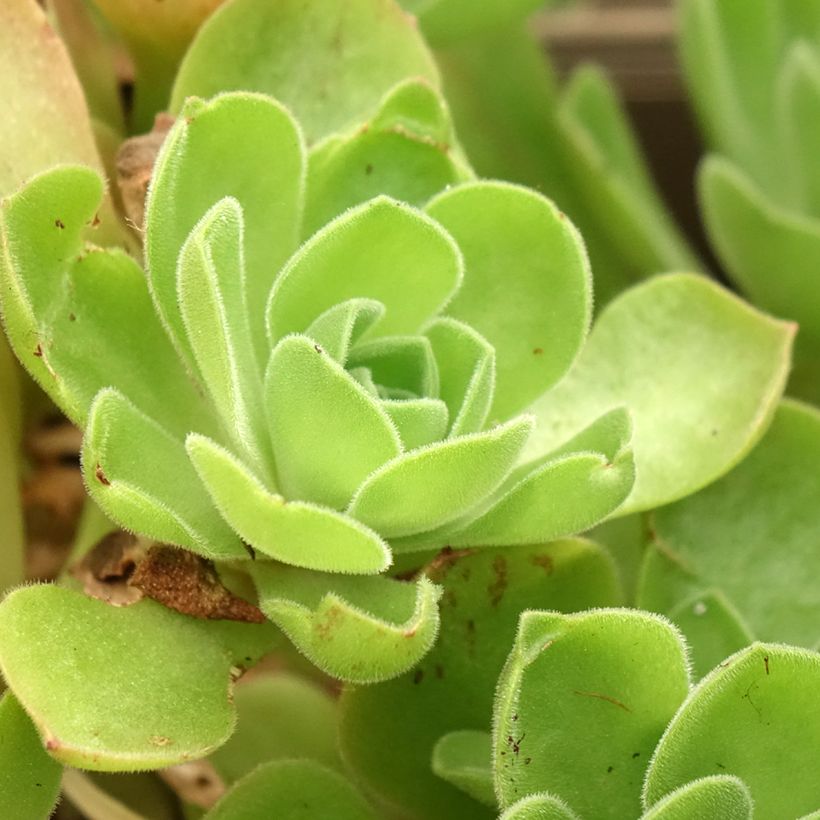 Aeonium Goblin (Follaje)