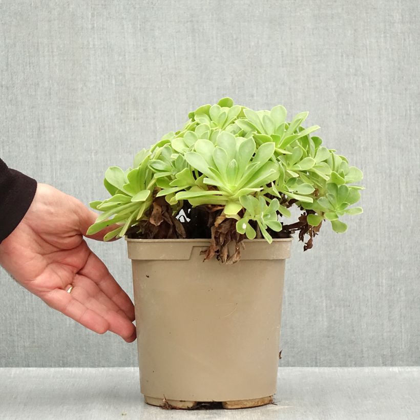 Ejemplar de Aeonium Goblin Maceta 3L/4L entregado en otoño