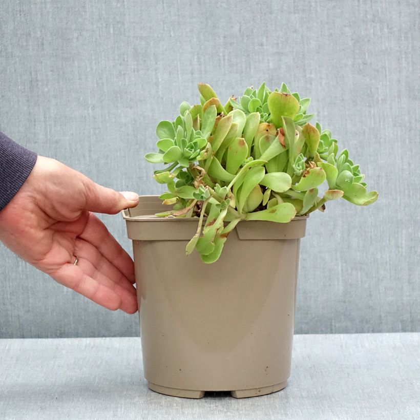 Aeonium Goblin Maceta 3L/4L Ejemplar entregado en la primavera
