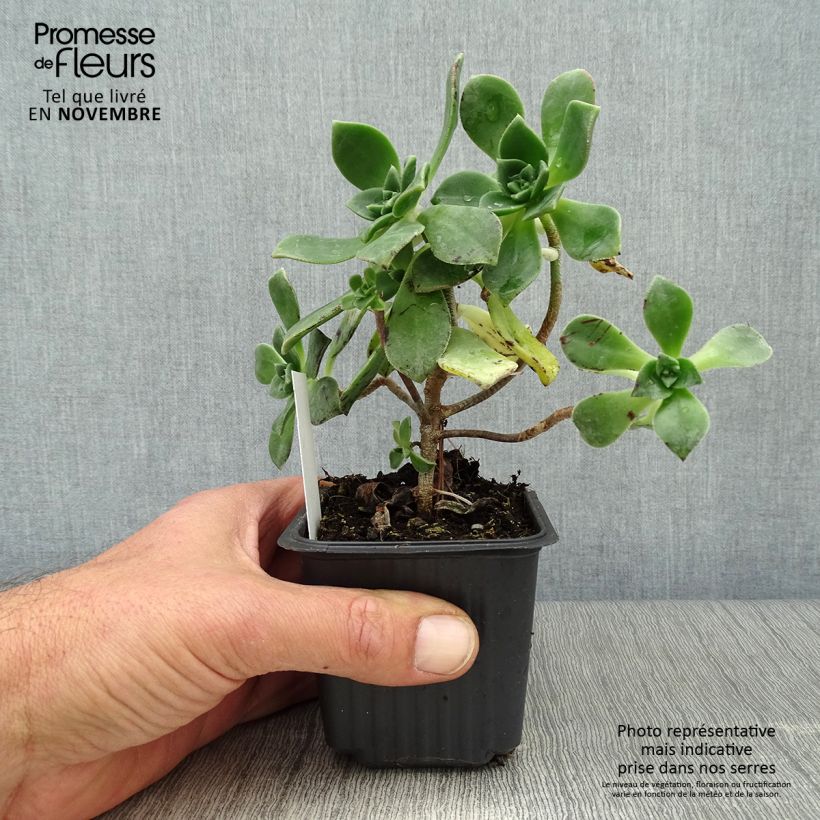 Ejemplar de Aeonium haworthii - Bejequillo Maceta de 8/9 cm entregado en otoño