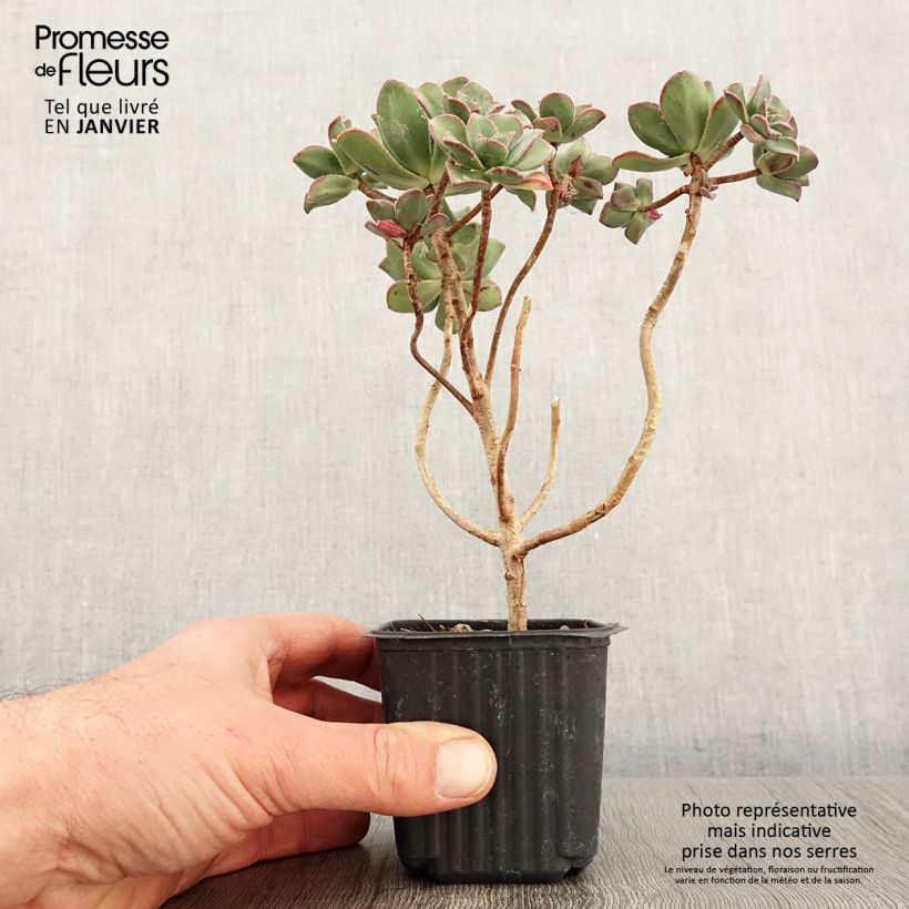 Aeonium haworthii - Bejequillo Maceta de 8/9 cm Ejemplar entregado en invierno