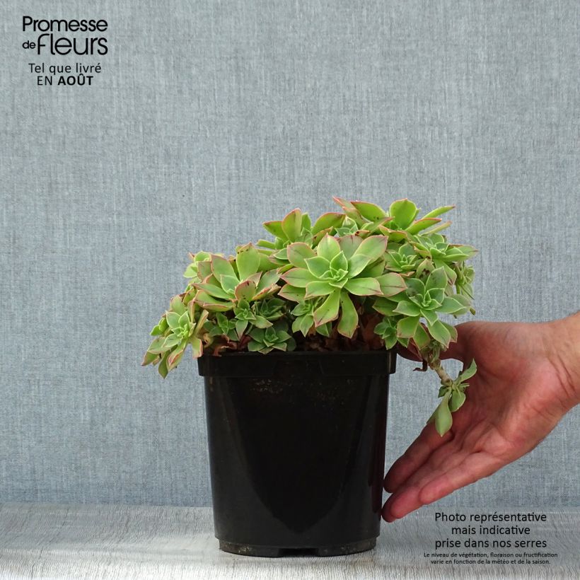 Ejemplar de Aeonium leucoblepharum Maceta 3L/4L entregado en verano