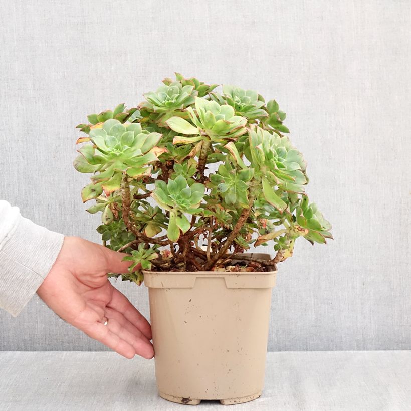 Ejemplar de Aeonium Mary Ann Kunkel Maceta 3L/4L entregado en otoño