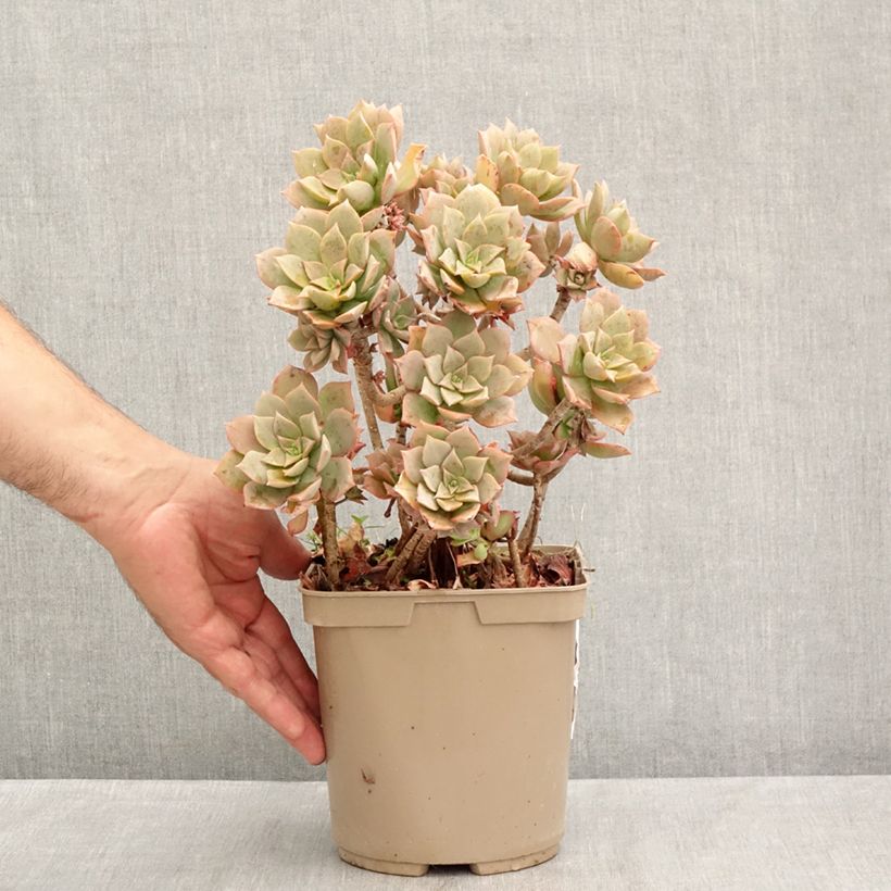 Ejemplar de Aeonium Mary Ann Kunkel Maceta 3L/4L entregado en verano