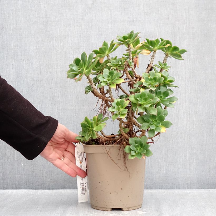 Aeonium Mary Ann Kunkel Maceta 3L/4L Ejemplar entregado en invierno