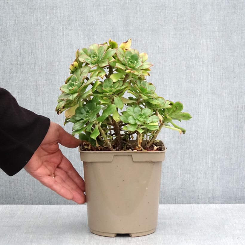 Aeonium Mary Ann Kunkel Maceta 3L/4L Ejemplar entregado en la primavera