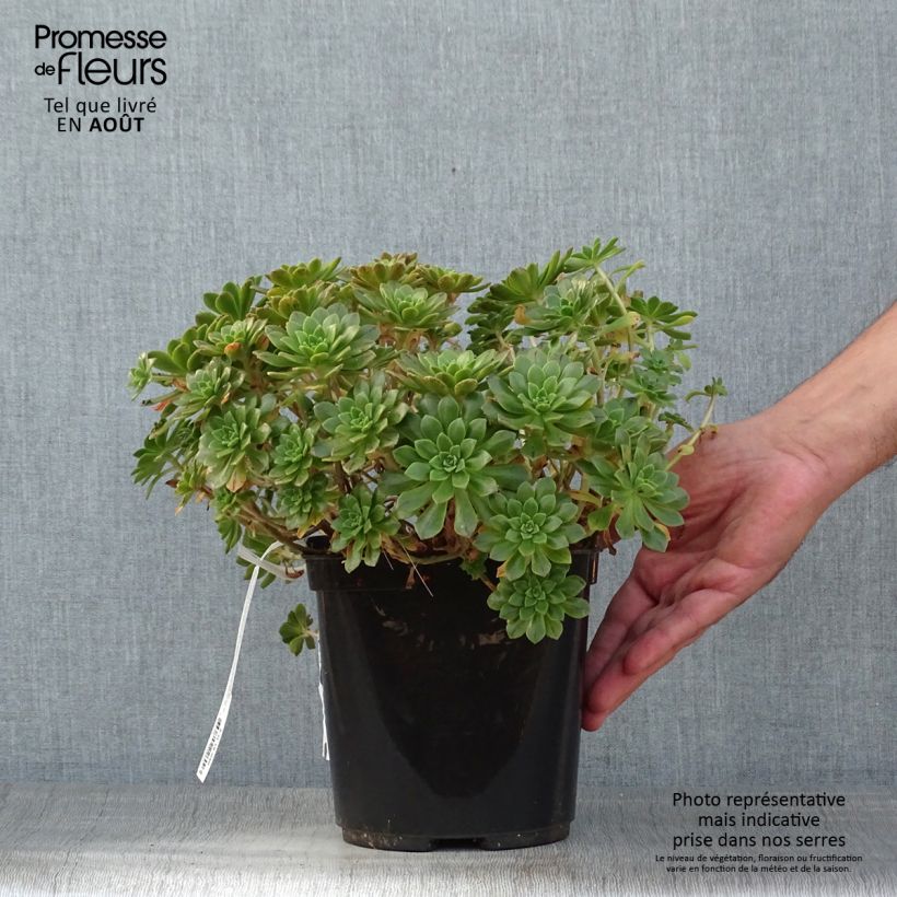 Ejemplar de Aeonium occidentale Maceta 3L/4L entregado en verano