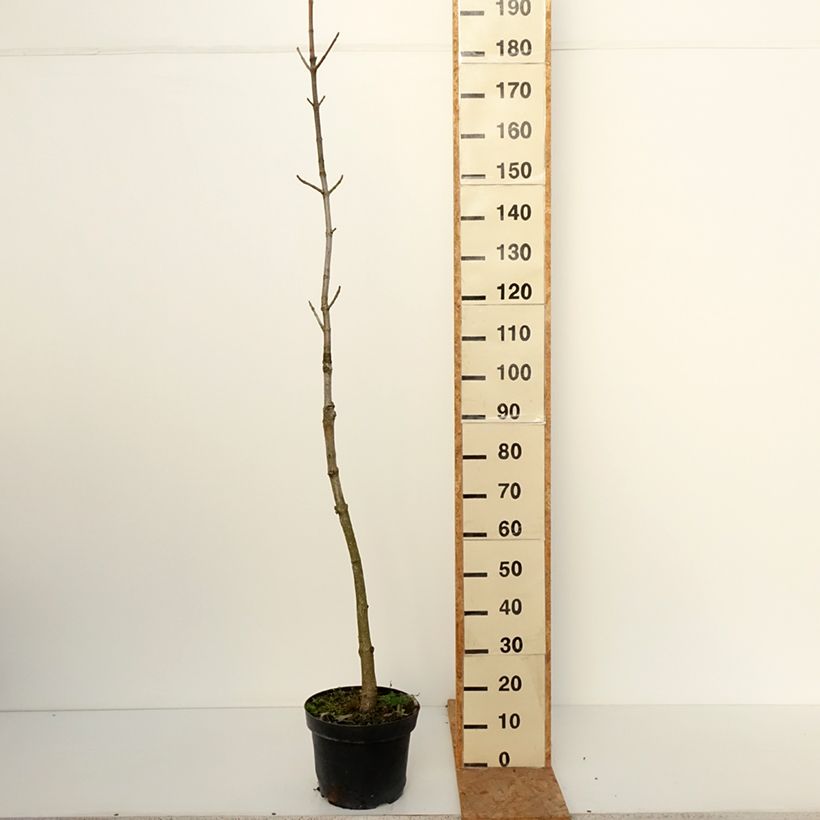 Ejemplar de Aesculus chinensis - Castaño chino Maceta 12L/15L entregado en otoño