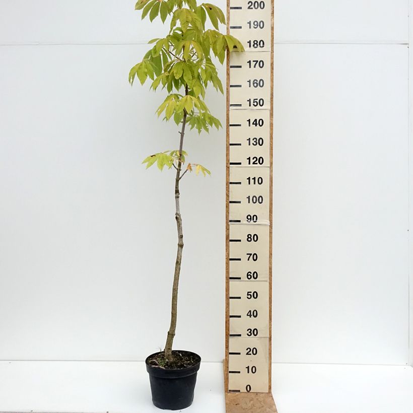 Ejemplar de Aesculus chinensis - Castaño chino Maceta 12L/15L entregado en verano