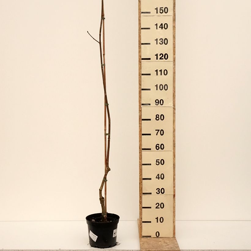 Aesculus + dallimorei - Castaños híbrido Maceta 4L/5L Ejemplar entregado en invierno
