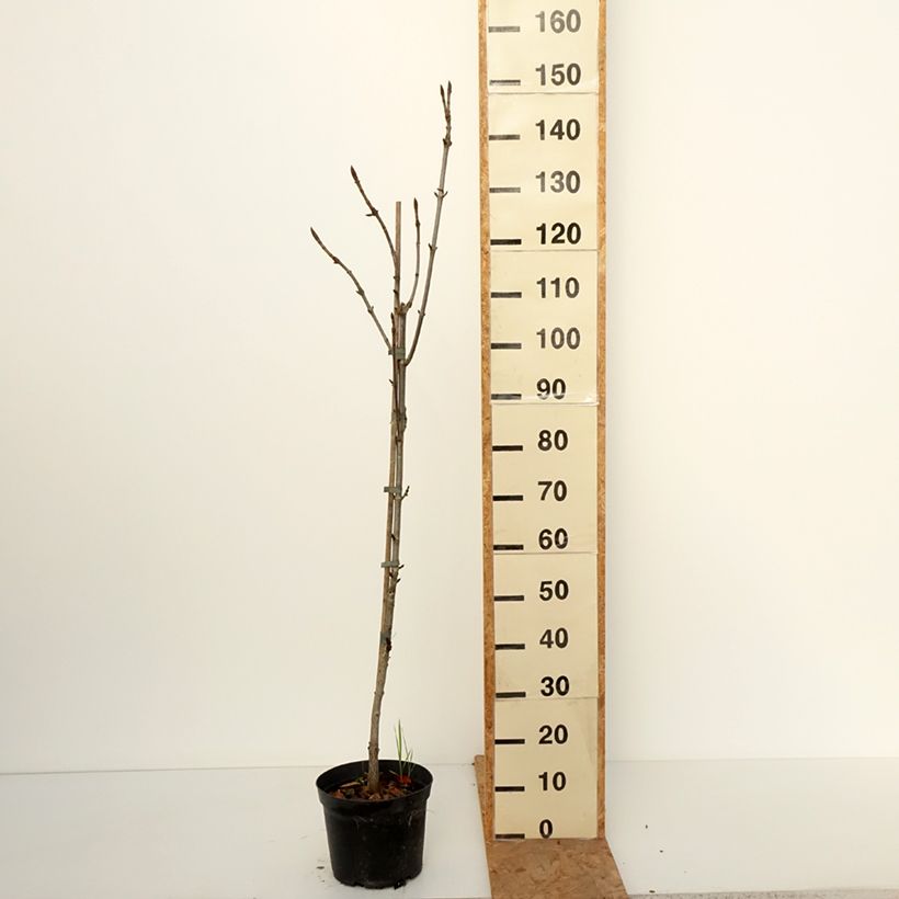 Ejemplar de Aesculus Digitata - Marronnier commun hybride Pot de 4L/5L entregado en otoño