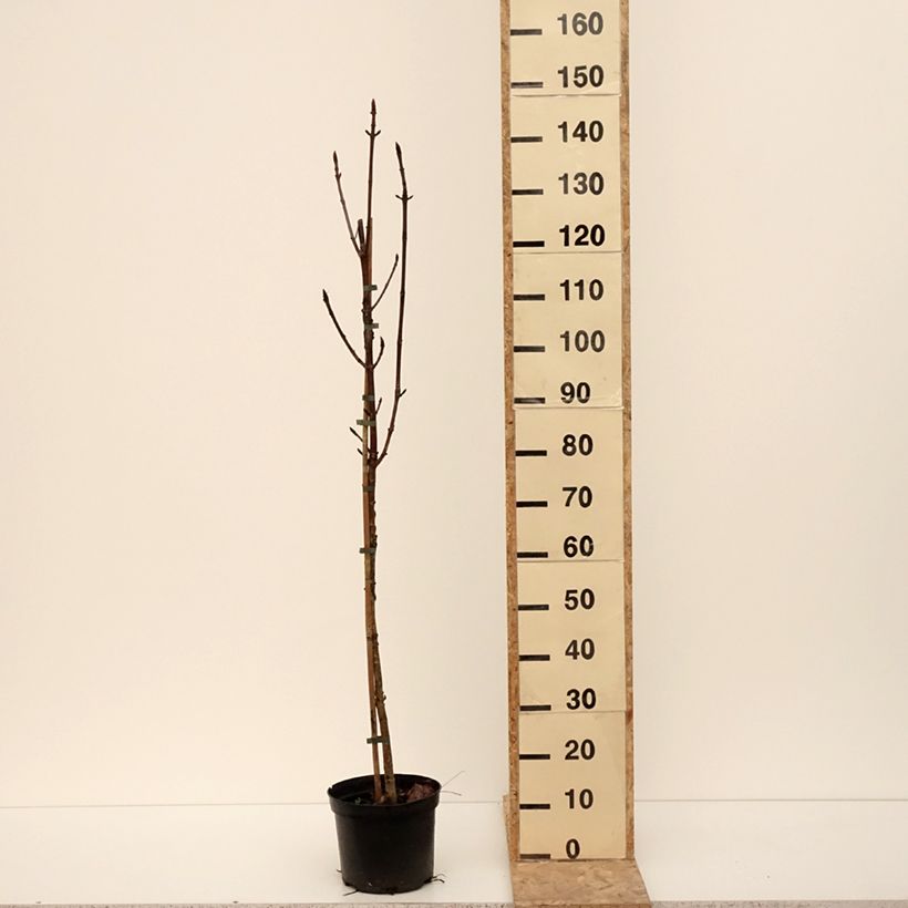 Aesculus Digitata - Castaño Maceta 4L/5L Ejemplar entregado en invierno