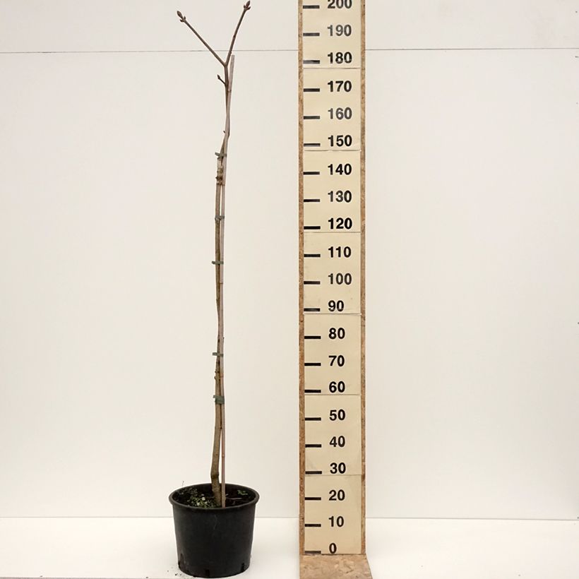 Aesculus flava - Falso castaño Maceta 20L/25L Ejemplar entregado en invierno