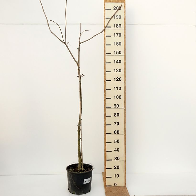 Ejemplar de Aesculus flava - Falso castaño Maceta 20L/25L, Tallo entregado en otoño