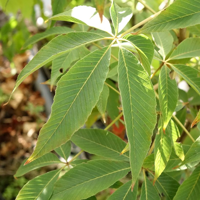 Aesculus glabra Herkenrode - falso castaño de Ohio (Follaje)