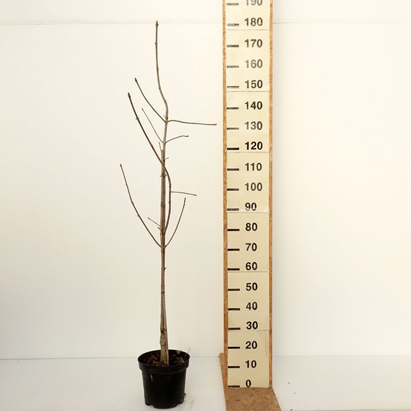Ejemplar de Aesculus glabra Herkenrode - falso castaño de Ohio Maceta 7,5L/10L entregado en otoño