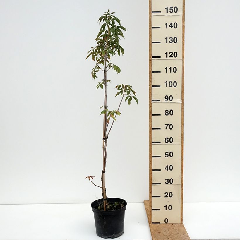 Ejemplar de Aesculus glabra Herkenrode - falso castaño de Ohio Maceta 7,5L/10L entregado en verano