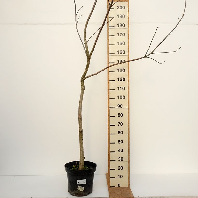 Ejemplar de Aesculus glabra October Red - falso castaño de Ohio Maceta 20L/25L, Tallo entregado en otoño