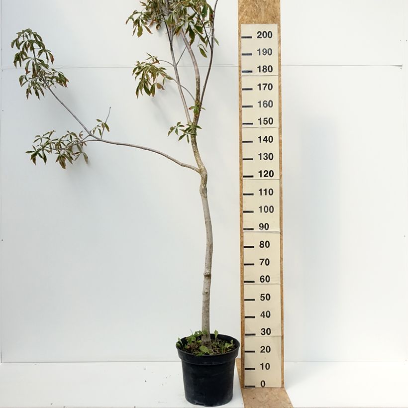 Ejemplar de Aesculus glabra October Red - falso castaño de Ohio Maceta 20L/25L entregado en verano