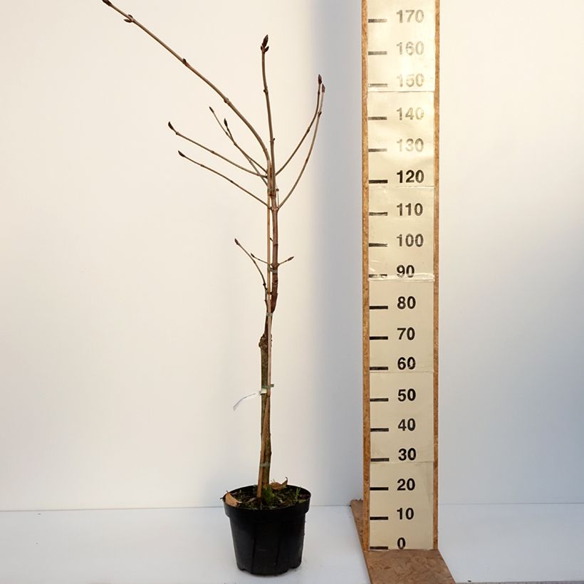 Ejemplar de Aesculus hippocastanum Hampton Court Gold - Castaño de Indias Maceta 4L/5L entregado en otoño