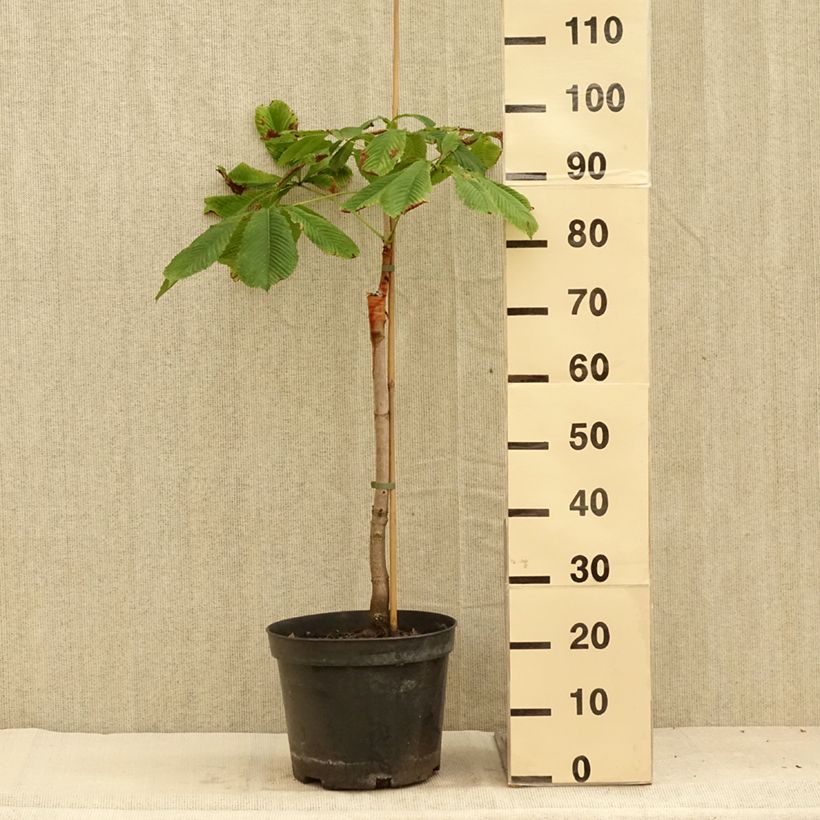 Ejemplar de Aesculus hippocastanum Hampton Court Gold - Castaño de Indias Maceta 4L/5L entregado en verano