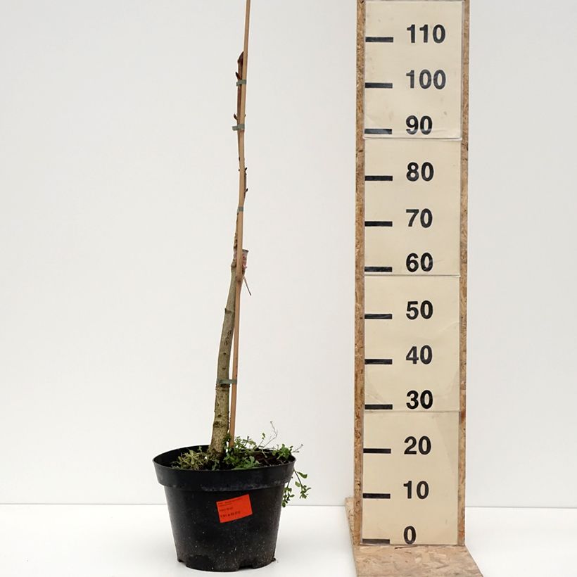 Aesculus hippocastanum Hampton Court Gold - Castaño de Indias Maceta 4L/5L Ejemplar entregado en invierno