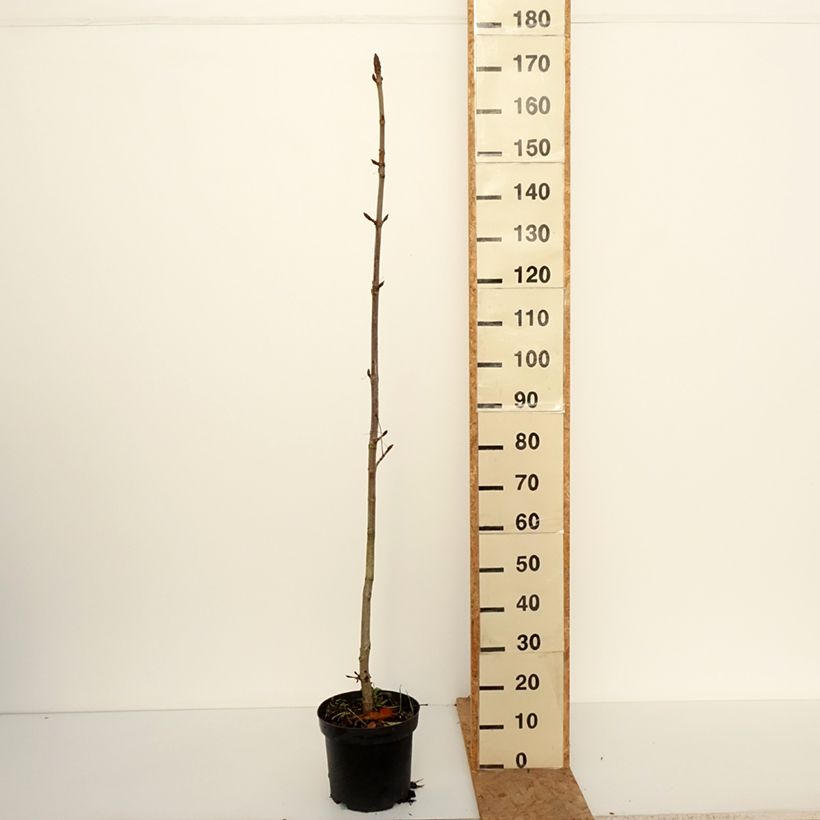 Ejemplar de Aesculus hippocastanum Memmingeri - Castaño de Indias Maceta 4L/5L entregado en otoño