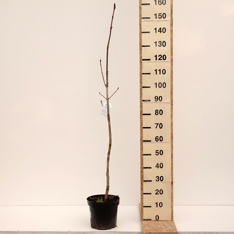 Aesculus hippocastanum Memmingeri - Castaño de Indias Maceta 4L/5L Ejemplar entregado en invierno