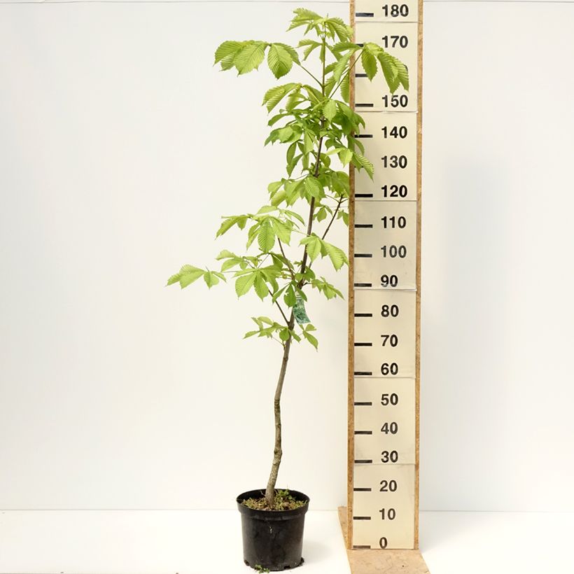 Aesculus hippocastanum Memmingeri - Castaño de Indias Maceta 4L/5L Ejemplar entregado en la primavera