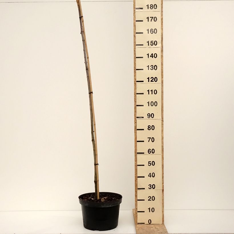 Aesculus hippocastanum Umbraculifera - Castaño de Indias Maceta 20L/25L Ejemplar entregado en invierno