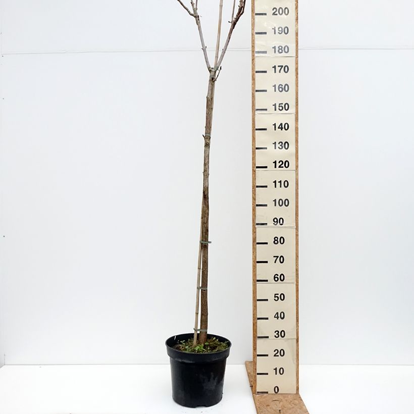 Ejemplar de Aesculus hippocastanum Umbraculifera - Castaño de Indias Maceta 20L/25L, Tallo entregado en otoño