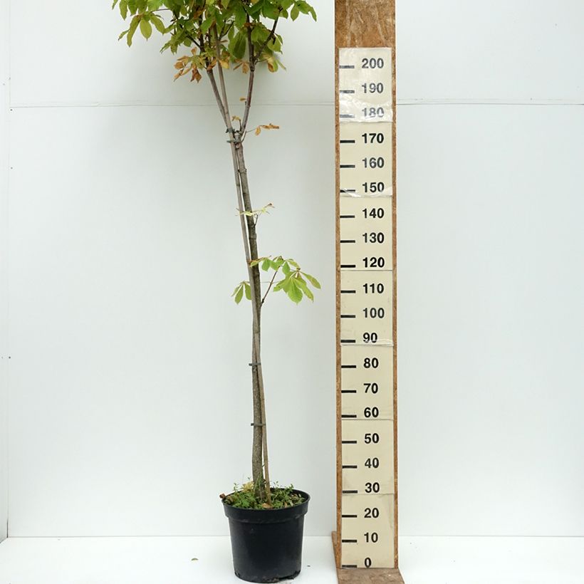 Ejemplar de Aesculus hippocastanum Umbraculifera - Marronnier commun Pot de 20L/25L, Tige entregado en verano